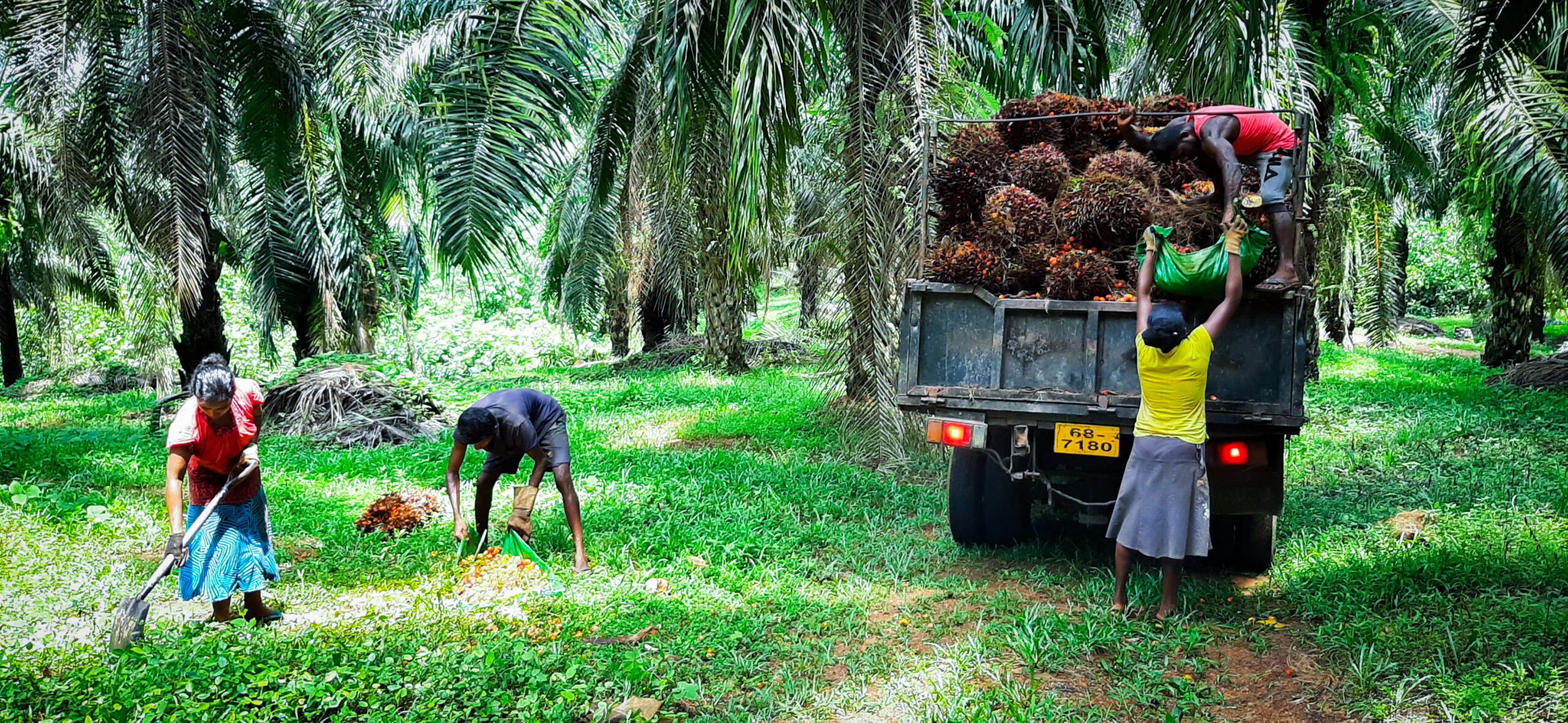 https://www.aenpalmoil.com