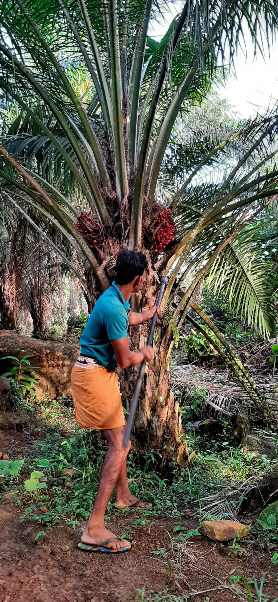 https://www.aenpalmoil.com