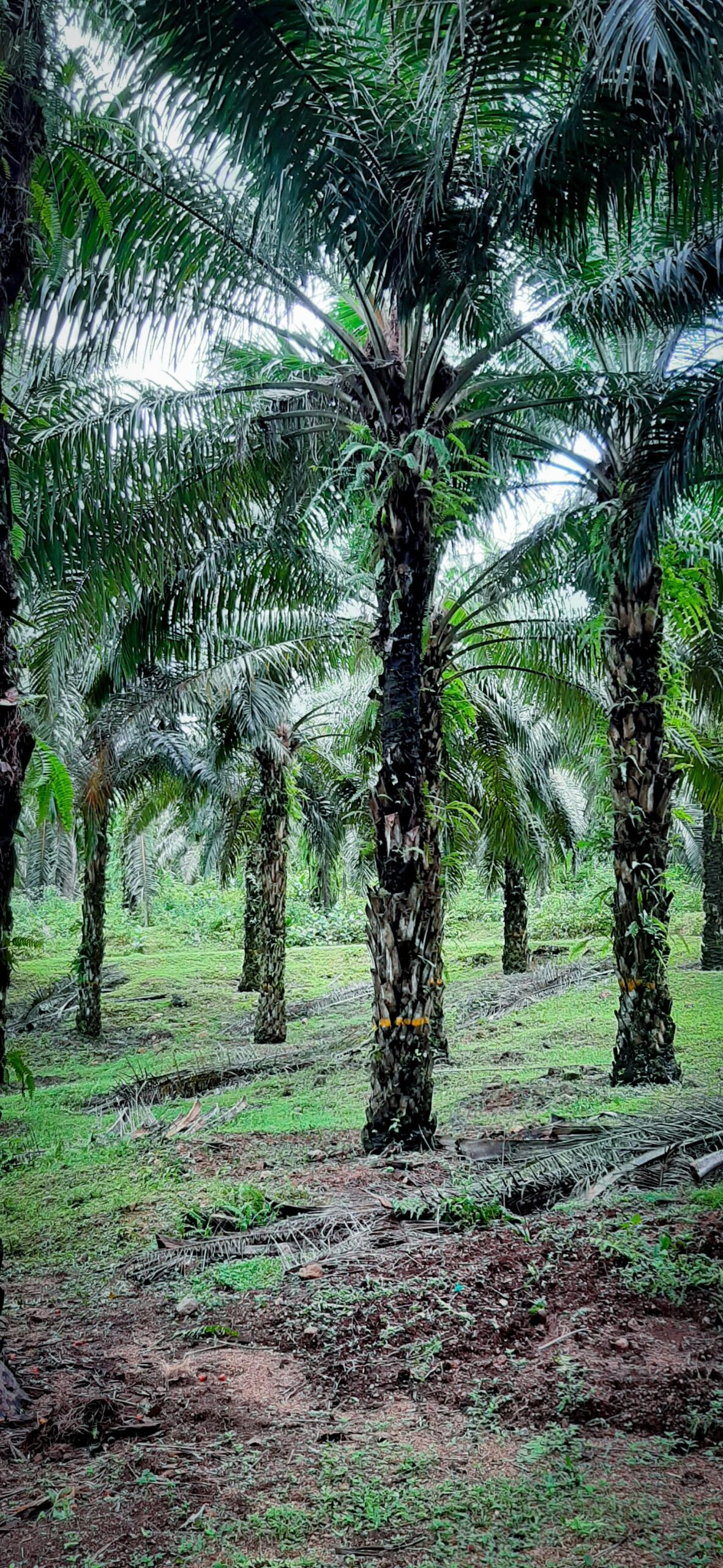 https://www.aenpalmoil.com