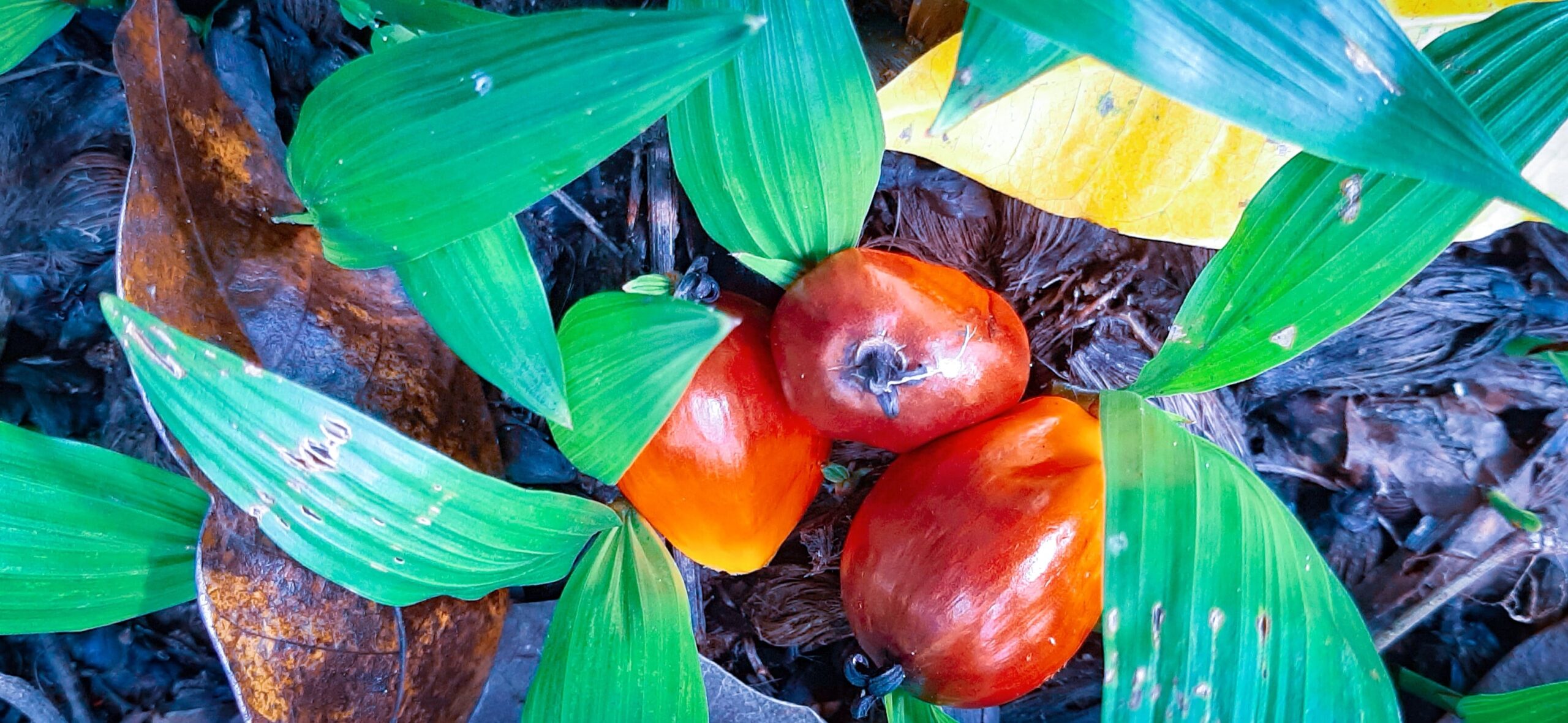 https://www.aenpalmoil.com