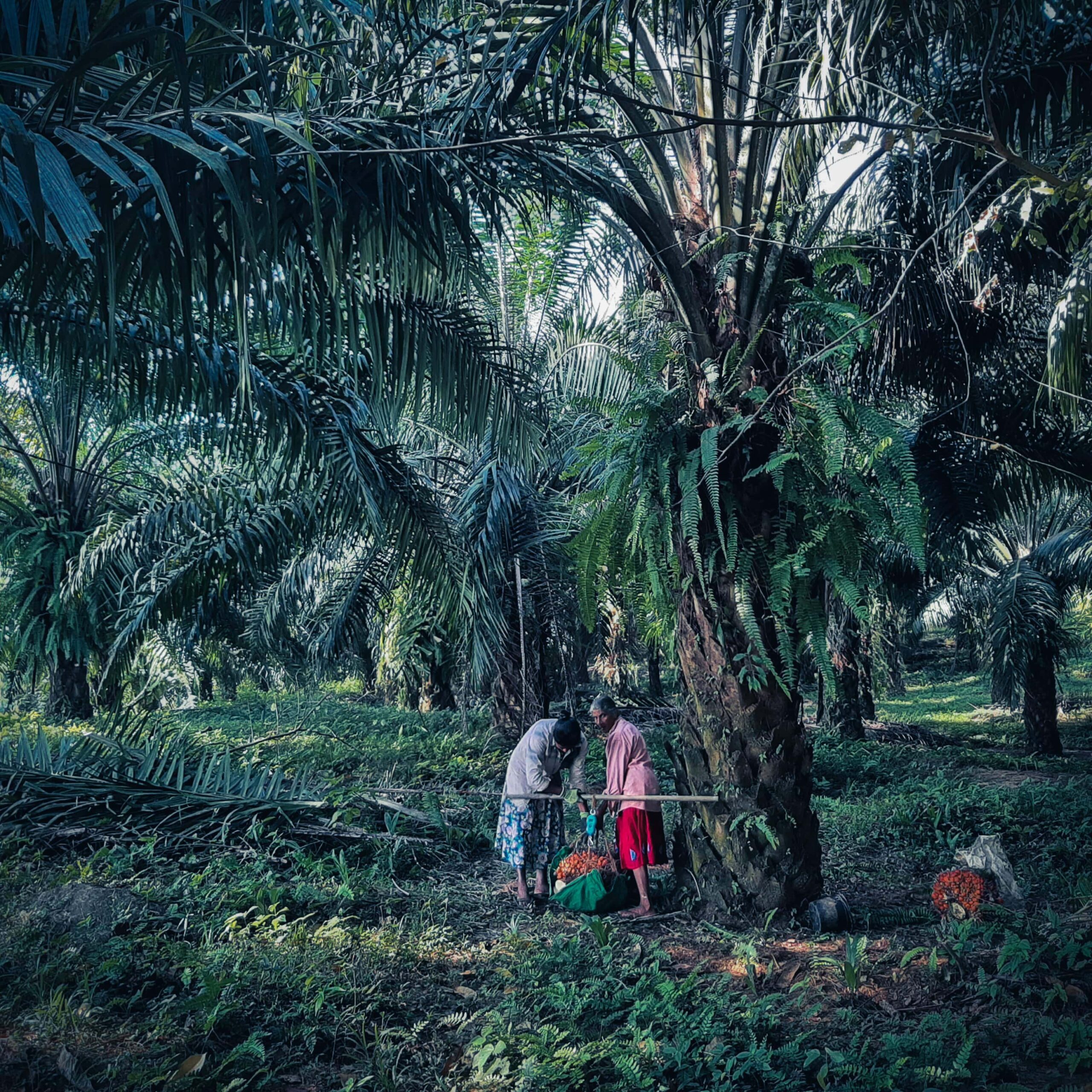 https://www.aenpalmoil.com